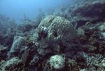 Coral Reef, Windsock Bay, August 7, 1997, A