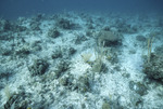 Coral Reef, Windsock Bay, August 7, 1997, B