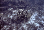 Coral Reef, Windsock Bay, August 7, 1997, C