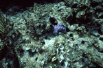 Coral Reef, Windsock Bay, August 7, 1997, D