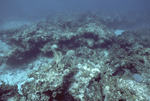 Coral Reef, Windsock Bay, August 7, 1997, E