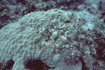 Coral Reef, Windsock Bay, August 7, 1997, F