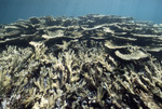 Acropora Reef, Lee Stocking Island, August 4, 1997