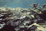 Acropora palmata, Lee Stocking Island, August 4, 1997, B