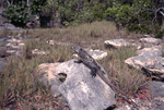 Iguana on Rock, Iguana Cay, August 5, 1997 Iguana Cay