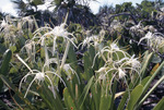 Spider Lily, Iguana Cay, August 5, 1997