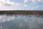 Mangroves, False Cay, August 6, 1997, A