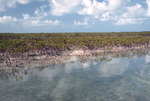 Mangroves, False Cay, August 6, 1997, B