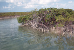 Mangroves, False Cay, August 6, 1997, C