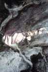 Collapse Limestone Cave, Great Guana Cay, August 6, 1997, B