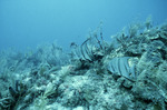 Spadefish Swimming, Pickles Reef, Florida Keys by John C. Ogden