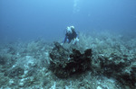 Nancy B. Ogden Diving at Tortugas Bank, Florida Keys, C by John C. Ogden