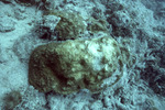 Bleached Montastrea Annularis, Western Sambo, Florida Keys by John C. Ogden