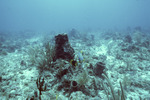Xestospongia and Angelfish, The Elbow, Florida Keys by John C. Ogden