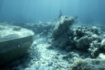 Maitland Wreck Site, E by John C. Ogden