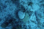 Western Sambos Deep Site, Florida Keys, July 14, 2003, A