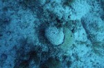 Western Sambos Deep Site, Florida Keys, July 14, 2003, B