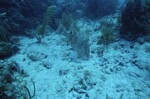 Western Sambos Deep Site, Florida Keys, July 14, 2003, G