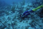 Western Sambos Deep Site, Florida Keys, July 14, 2003, H