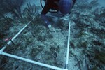 Western Sambos Deep Site, Florida Keys, July 14, 2003, K