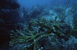 Western Sambos Deep Site, Florida Keys, July 14, 2003, L