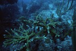 Western Sambos Deep Site, Florida Keys, July 14, 2003, M