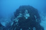 Western Sambos Deep Site, Florida Keys, July 14, 2003, N