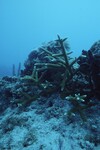 Western Sambos Deep Site, Florida Keys, July 14, 2003, O