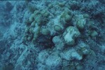 Western Sambos Deep Site, Florida Keys, July 14, 2003, R