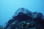 Western Sambos Deep Site, Florida Keys, July 14, 2003, S