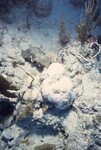 Bleached Coral Reef at Pelican Shoal Deep Site, 50 feet, October 29, 1997, A