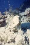 Bleached Coral Reef at Pelican Shoal Deep Site, 50 feet, October 29, 1997, B