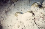 Bleached Coral Reef at Pelican Shoal Deep Site, 50 feet, October 29, 1997, D