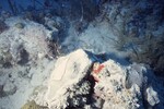 Bleached Coral Reef at Pelican Shoal Deep Site, 50 feet, October 29, 1997, E