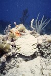 Bleached Mycetophyllia at Pelican Shoal Deep Site, 50 feet, October 29, 1997, A