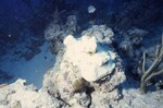 Bleached Coral Reef at Pelican Shoal Deep Site, 50 feet, October 29, 1997, F