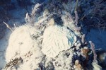 Bleached Mycetophyllia at Pelican Shoal Deep Site, 50 feet, October 29, 1997, B