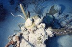 Bleached Montastraea Cavernosa at Pelican Shoal Deep Site, 50 feet, October 29, 1997, A