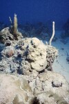 Bleached Coral Reef at Pelican Shoal Deep Site, 50 feet, October 29, 1997, G