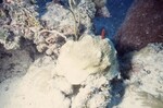 Bleached Coral Reef at Pelican Shoal Deep Site, 50 feet, October 29, 1997, H