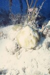 Bleached Coral Reef at Pelican Shoal Deep Site, 50 feet, October 29, 1997, I