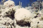 Bleached Coral Reef at Pelican Shoal Deep Site, 50 feet, October 29, 1997, J