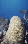 Bleached Montastraea Cavernosa at Pelican Shoal Deep Site, 50 feet, October 29, 1997, B