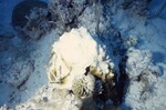 Partially Bleached Coral Reef at Pelican Shoal Deep Site, 50 feet, October 29, 1997, K by John C. Ogden