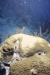 Bleached Montastraea Cavernosa at Pelican Shoal Deep Site, 50 feet, October 29, 1997, C