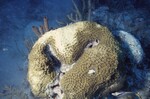 Bleached Montastraea Cavernosa at Pelican Shoal Deep Site, October 29, 1997, D