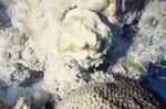 Bleached Coral Reef at Pelican Shoal Deep Site, 50 feet, October 29, 1997, L