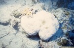 Bleached Coral Reef at Pelican Shoal Deep Site, 50 feet, October 29, 1997, M