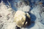 Bleached Coral Reef at Pelican Shoal Deep Site, 50 feet, October 29, 1997, N