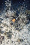 Tagged Coral Reef at Pelican Shoal Shallow Site, 25 feet, October 29, 1997 by John C. Ogden